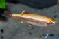 Preview: Kardinalfisch gold