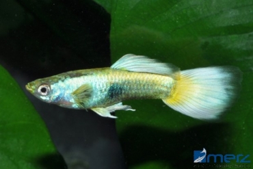 Guppym. Gelber Tuxedo SRI