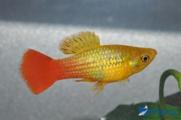 Papageien-Platy