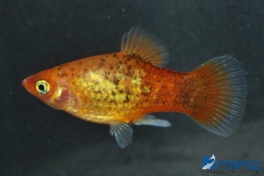 Roter Calico Platy