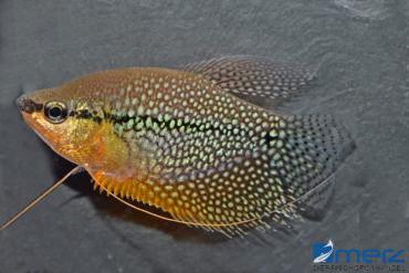 Mosaikfadenfisch Männchen groß