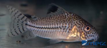 Corydoras julii