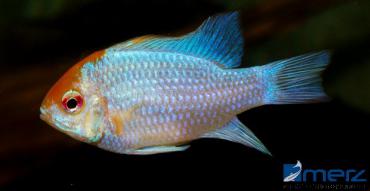 Ramirezi "Electric Blue Gold Head"