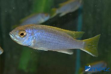 Pseudotropheus acei