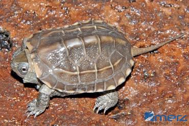 Chinesische Dreikielschildkröte