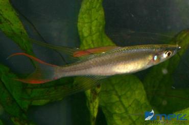 Filigran-Regenbogenfisch Männchen