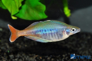 Blehers-Regenbogenfisch