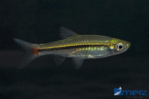 Rotschwanzrasbora