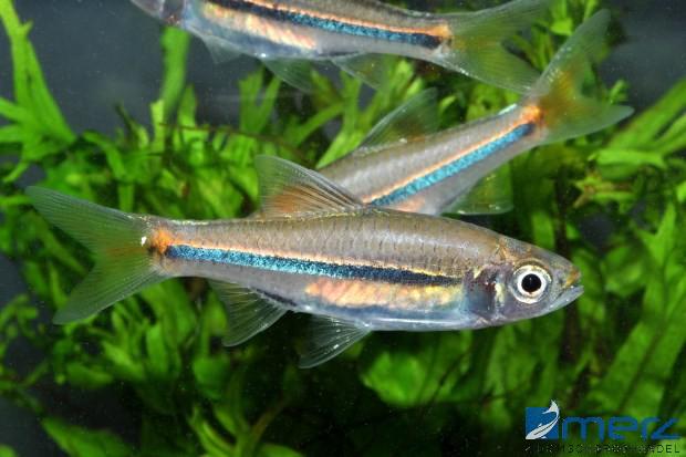 Blaustrich-Rasbora