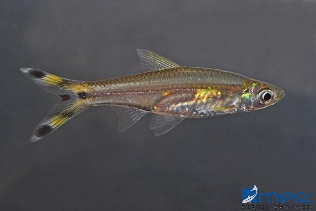 Glasrasbora