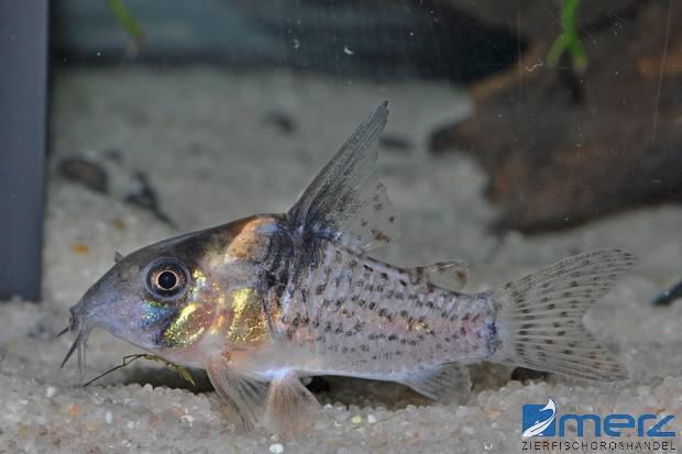 Corydoras delphax