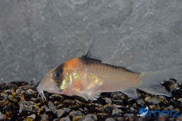 Corydoras adolfoi