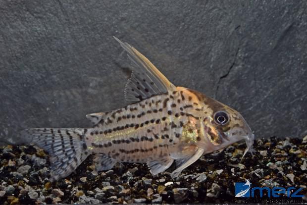 Corydoras Super-Schwartzi