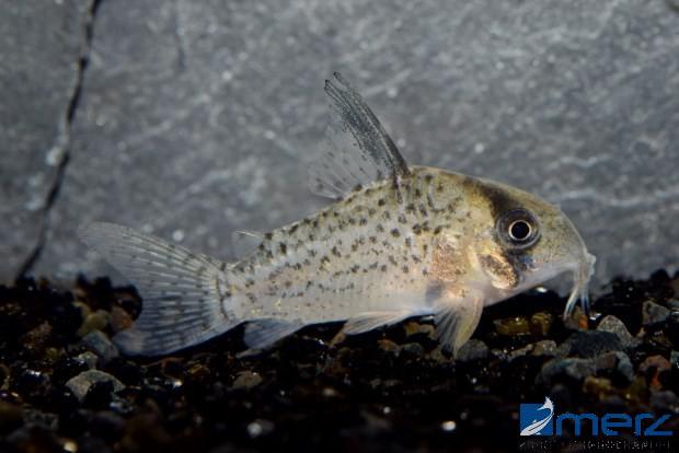 Corydoras kanei