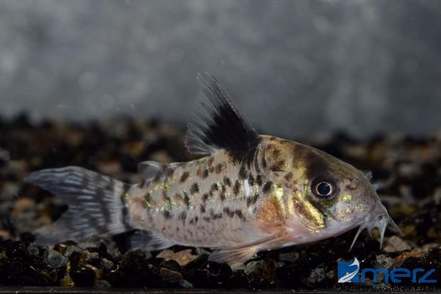 Corydoras leucomelas