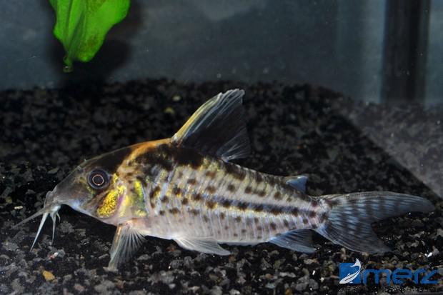 Corydoras robustus