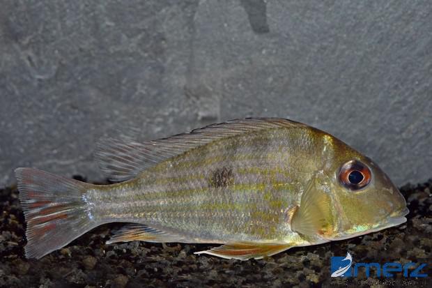 Geophagus winemilleri WF