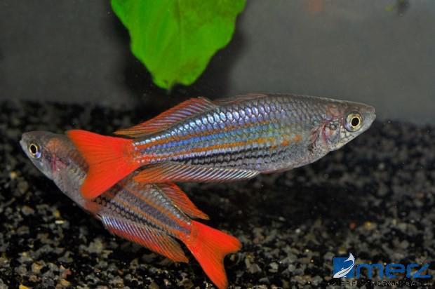 Papua-Regenbogenfisch
