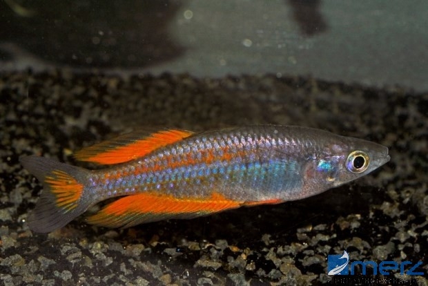 Parkinsons-Regenbogenfisch