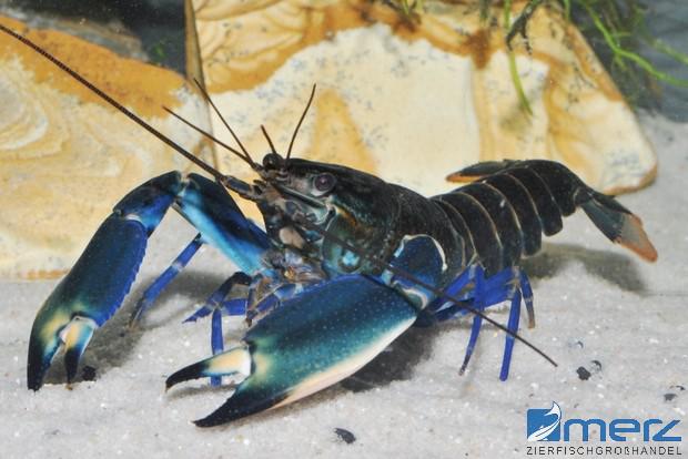 Blue-Moon Lobster