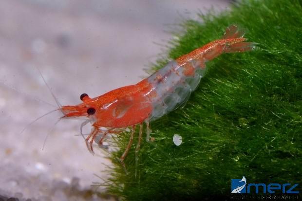 Rilli Shrimp Orange Tail