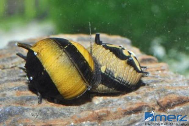 Bienen-Stachelschweinschnecke