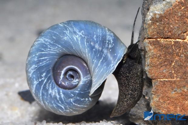 Blaue Posthornschnecke