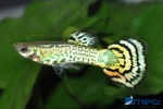 Guppym. Green-Leopardtail SRI