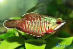 Samurai-Schoko-Gourami