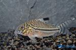 Corydoras julii