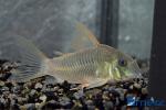 Corydoras concolor