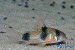 Corydoras weitzmani