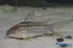 Corydoras elegans