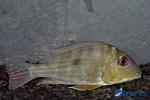 Geophagus winemilleri WF