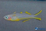Gabelschwanz-Regenbogenfisch NZ