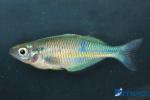Blauer Regenbogenfisch