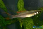 Filigran- Regenbogenfisch klein